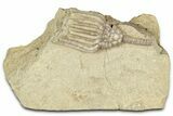 Bargain, Fossil Crinoid (Macrocrinus) - Indiana #326066-1